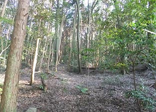 荒廃した状態の雑木林